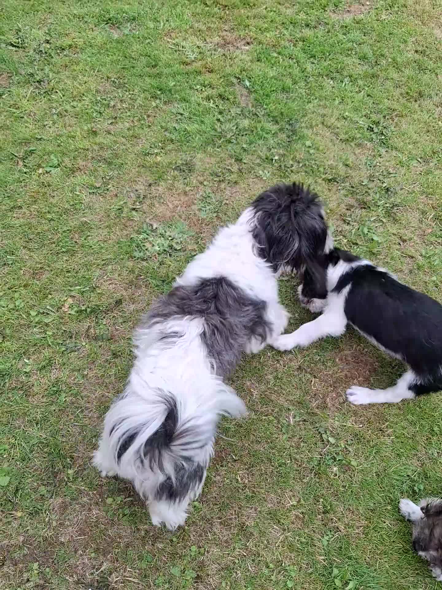 Mixed Breed dogs for sale: Male Lhasa Jack 11 weeks old - Video 2
