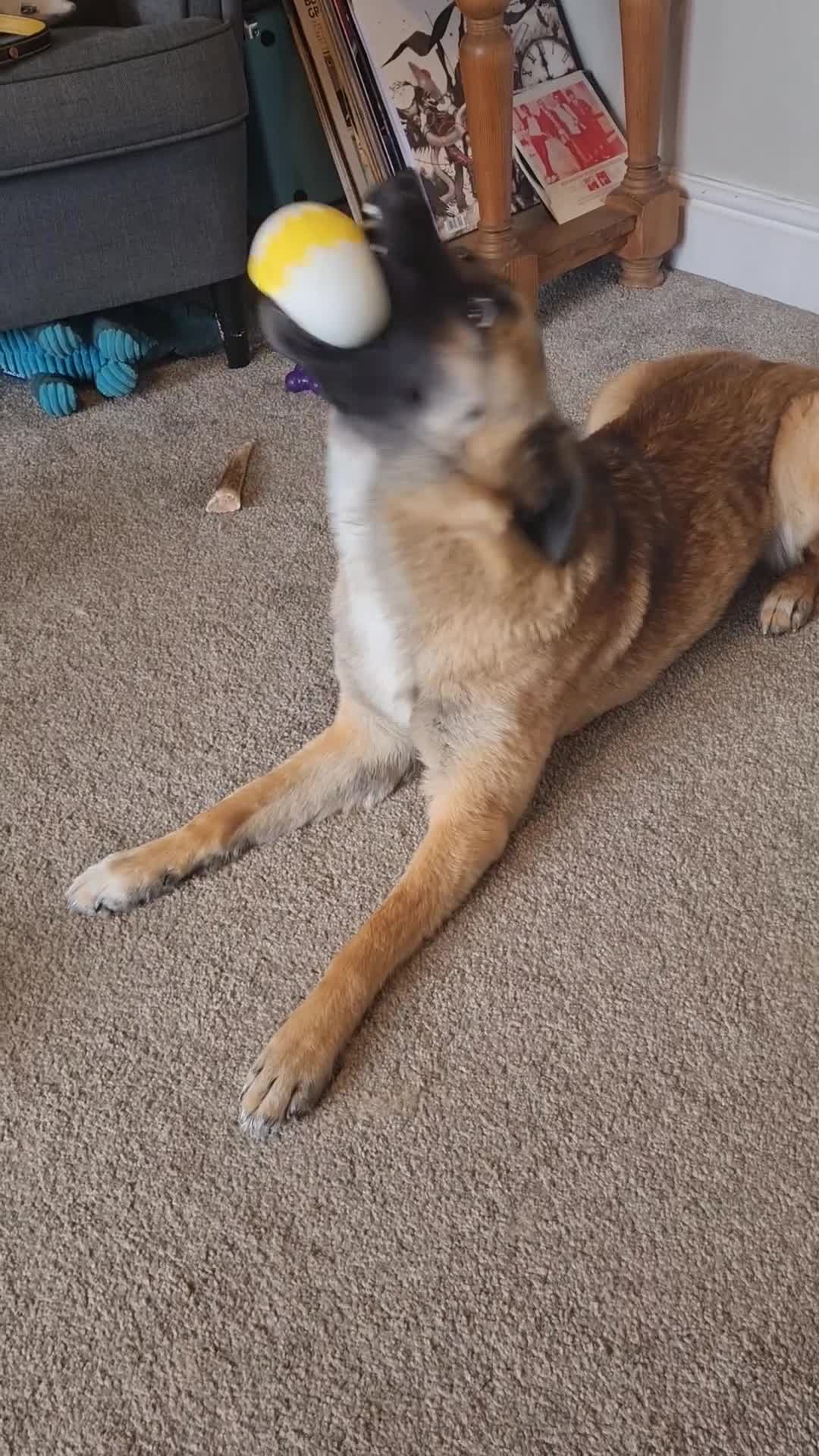 Mixed Breed dogs for adoption: Super sweet Suki in Bude - Video 3