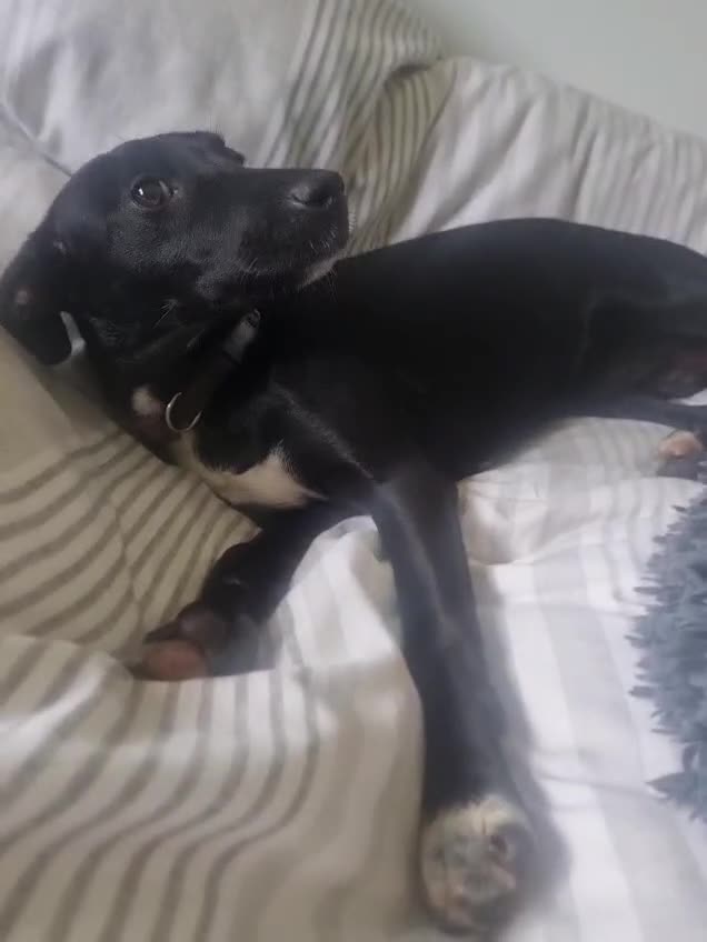 Mixed Breed dogs for sale: Lovely Mini is looking for her forever home  - Video 3