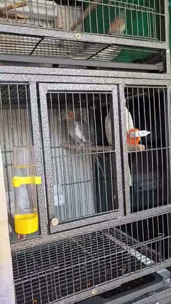 Cockatiels birds for sale: Cockatiels - Pearl Females & Grey Males in Glenrothes - Video 1