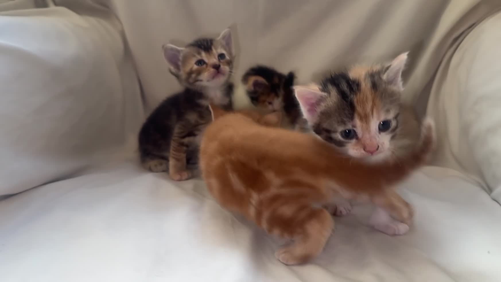 Mixed Breed cats for sale: Beautiful British shorthair cross kittens for sale - Video 1
