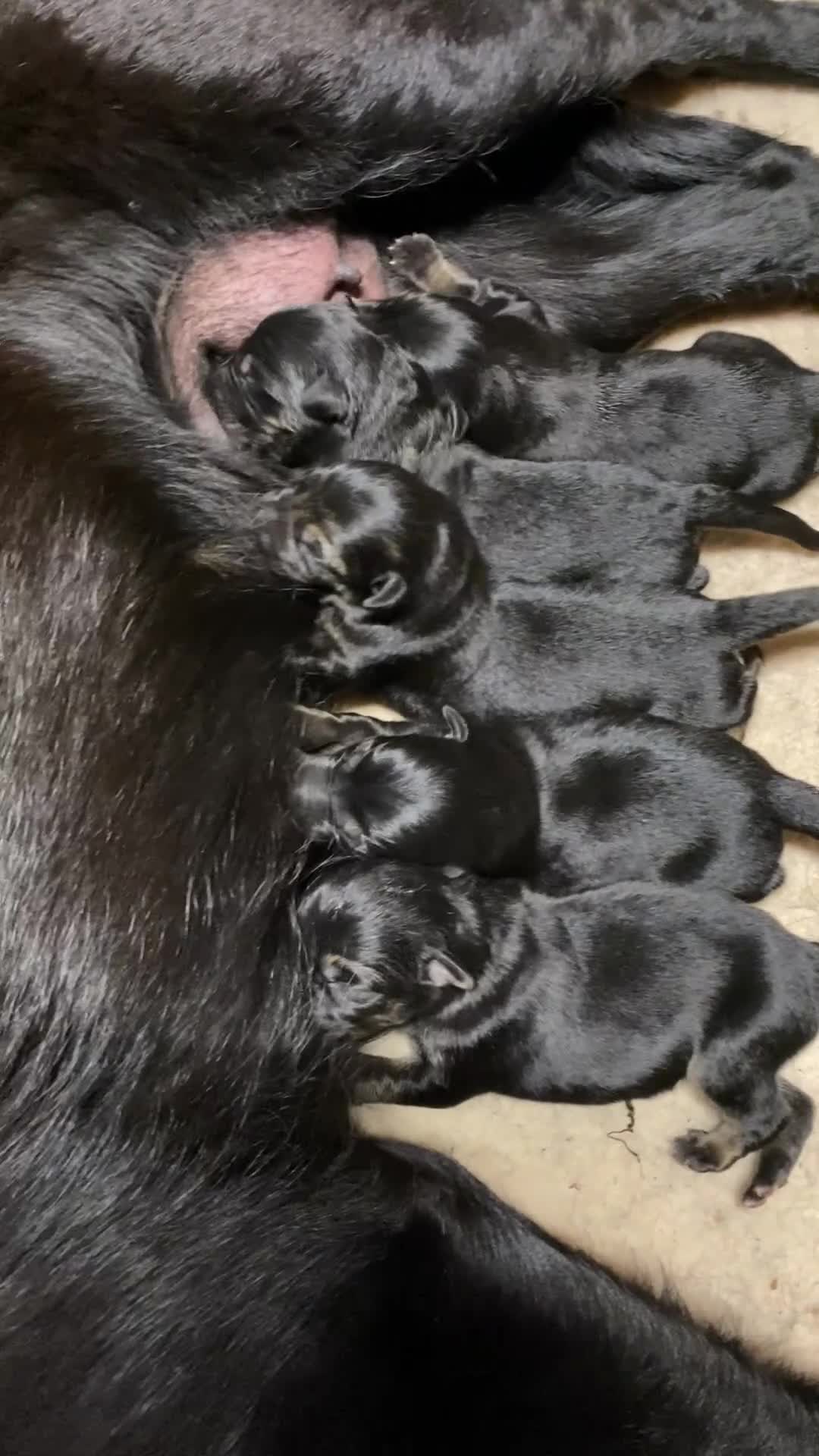 German Shepherd dogs for sale: KC Straight back GSD Puppies 🐶  - Video 1