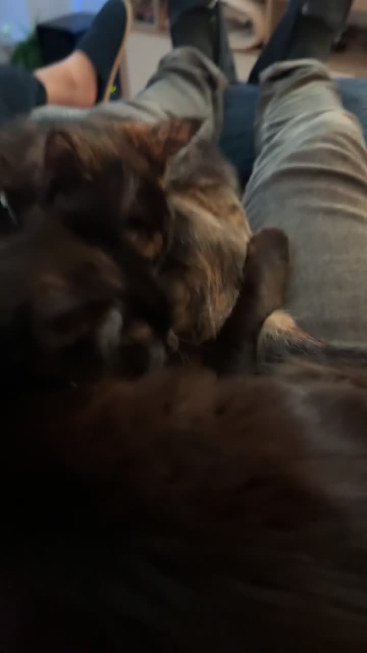 Mixed Breed cats for sale: 7 month old brother & sister looking for new home - Video 5