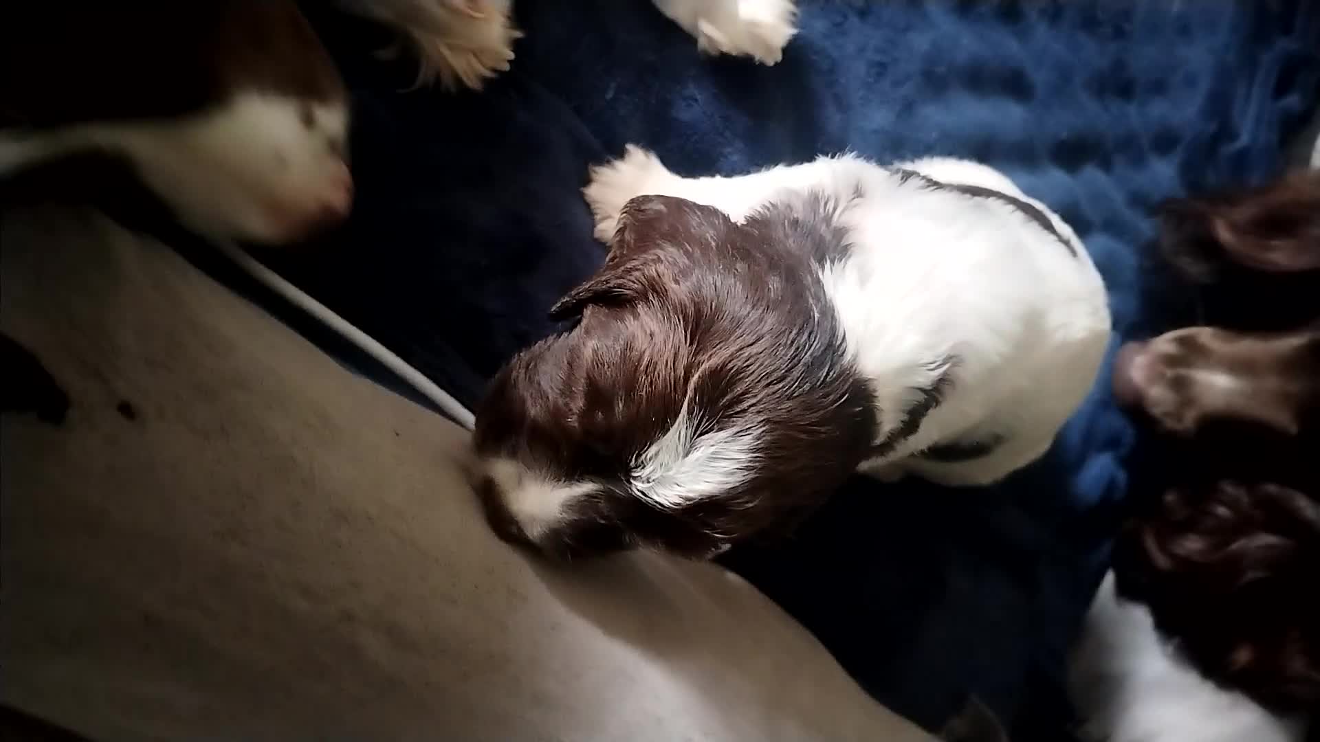 English Springer Spaniel dogs for sale: 2 beautiful ESS male puppies  - Video 3