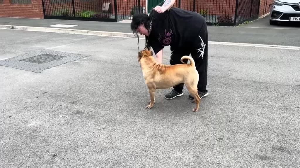 Shar Pei dogs for stud: Poser for Stud - Video 1