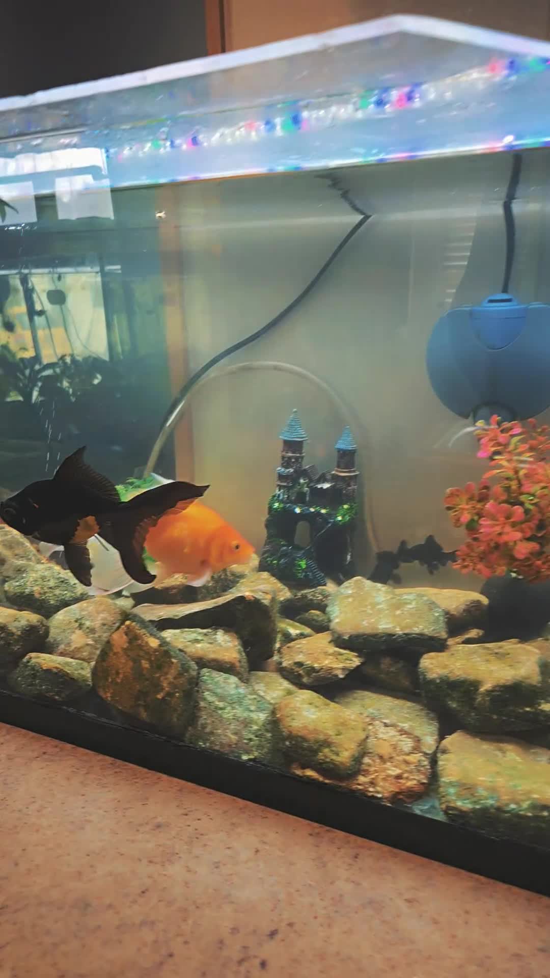 Fancy Goldfish fish for sale: Fancy goldfish  - Video 1