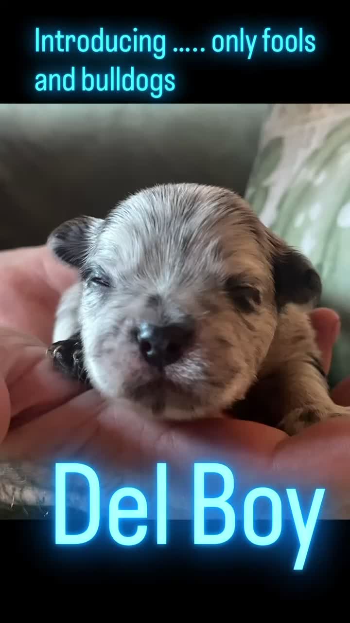French Bulldog dogs for sale: Full fluffy French bulldogs  - Video 2