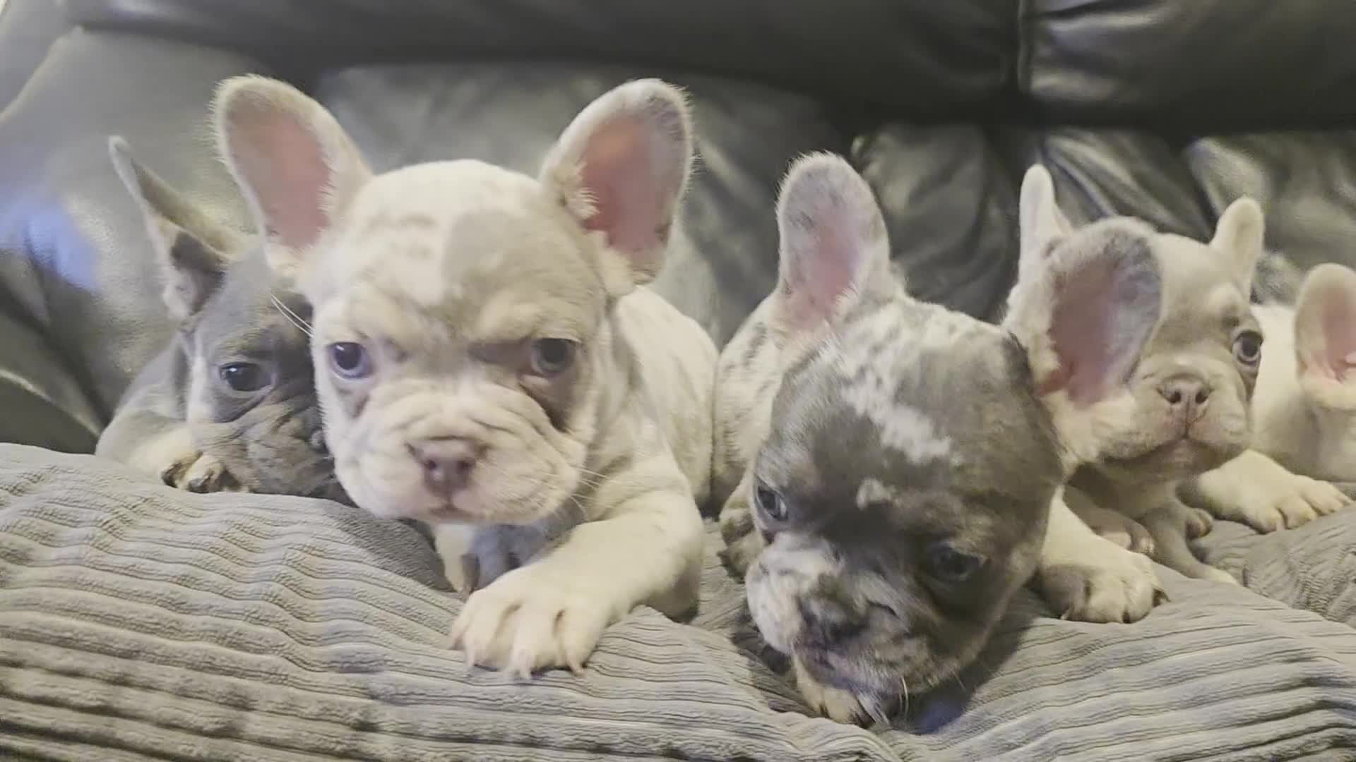 French Bulldog dogs for sale: 🐾 Stunning Pups Only 2 left  🐾 - Video 1