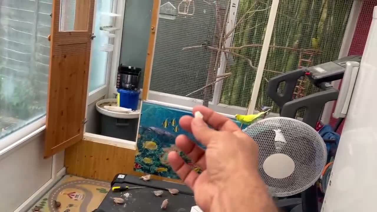 Budgerigars birds for sale: Budgie  in Ashford - Video 1