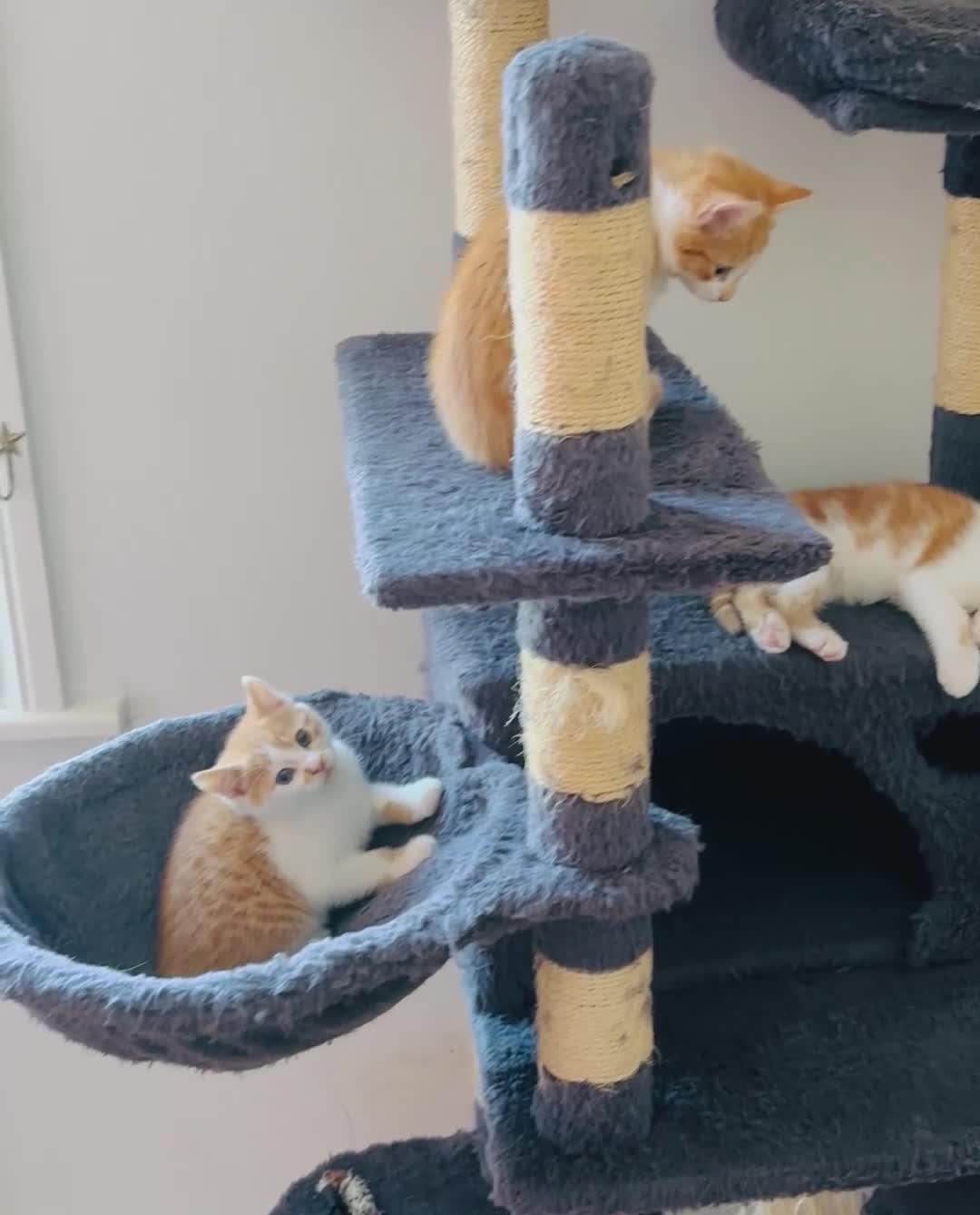 Mixed Breed cats for sale: Kittens ready now 2 females left ginger/white!😸🐈 - Video 1