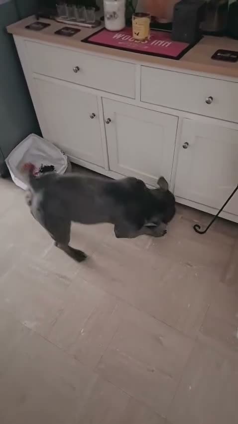 American Bully dogs for sale: Jax the pocket bully - Video 3