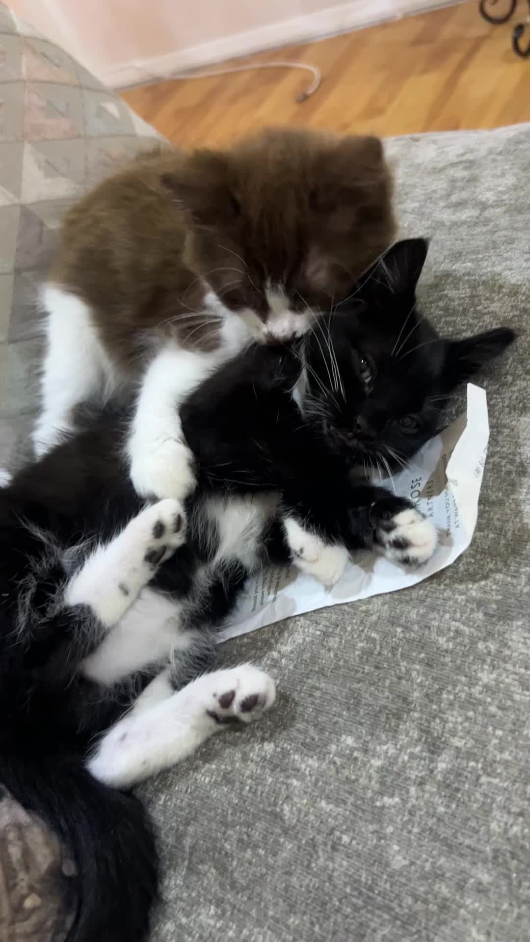 Mixed Breed cats for sale: 2 girl kittens, 1 boy cat  - Video 3