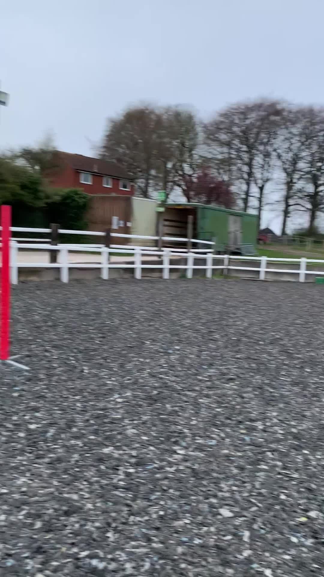 Other Breed horses for sale: Lady athena - Video 5