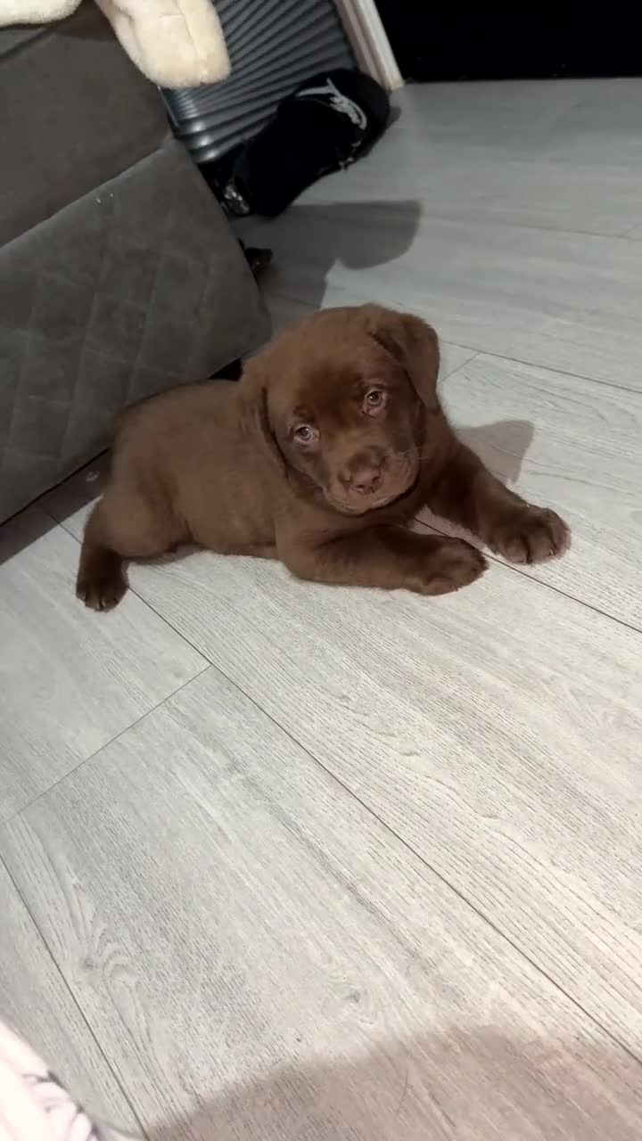 Labrador Retriever dogs for sale: 2 chunky male labs  - Video 2