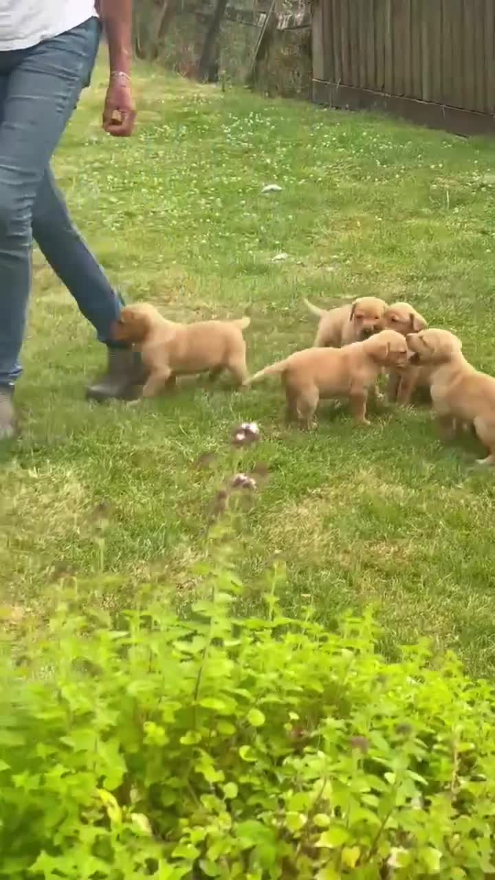 Labrador Retriever dogs for sale: Stunning Litter of KC Reg Labrador Puppies - Video 1