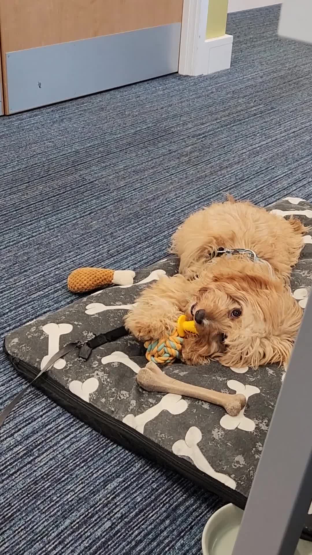Cavapoo dogs for stud: Stunning & Gentle F1 Cavapoo Available for Stud in Salford - Video 3