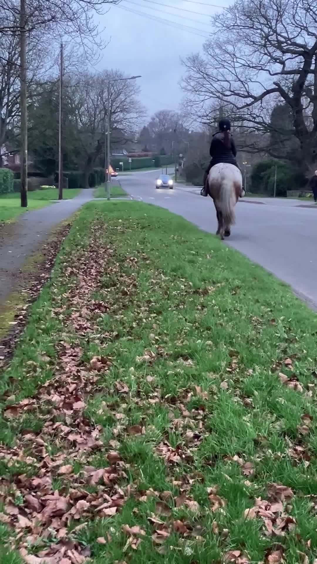 Appaloosa horses for sale: Red roan Appaloosa cross in Chesterfield - Video 1