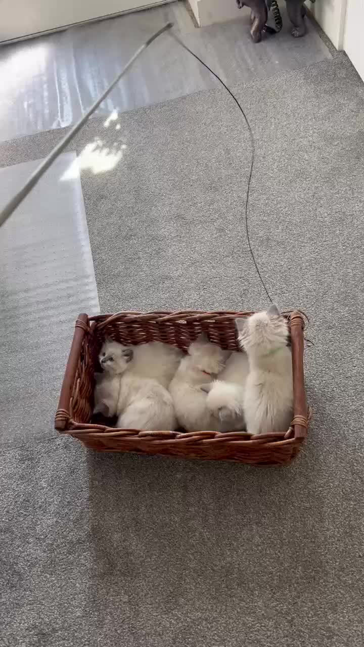 Ragdoll cats for sale: 🩵Five stunning blue bi-colour kittens for sale🩷 - Video 1