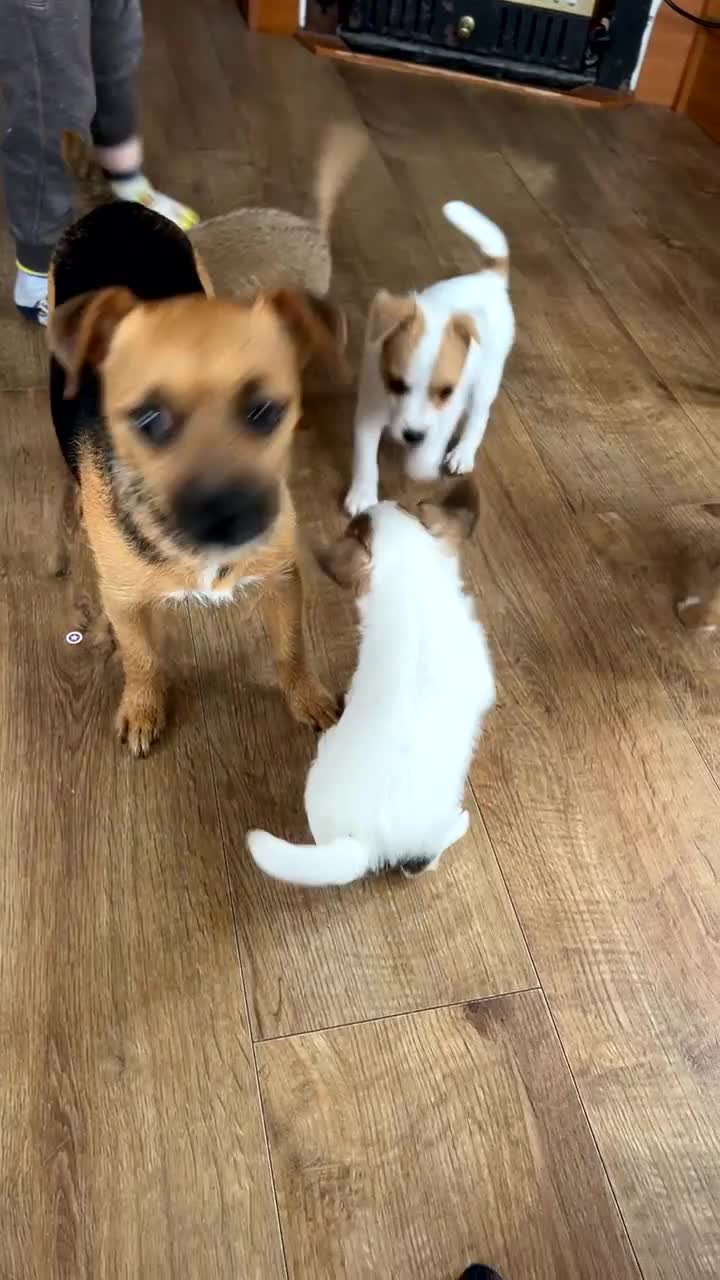 Jack Russell dogs for sale: beautiful jack Russell puppies - Video 2