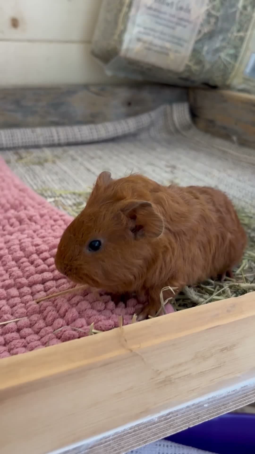 Guinea Pig rodents for sale: Baby Guinea Pigs  - Video 2