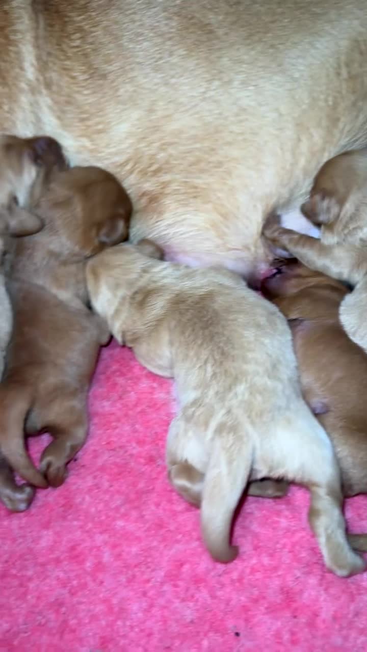 Labradoodle dogs for sale: Miniature labradoodles in Yelverton - Video 1