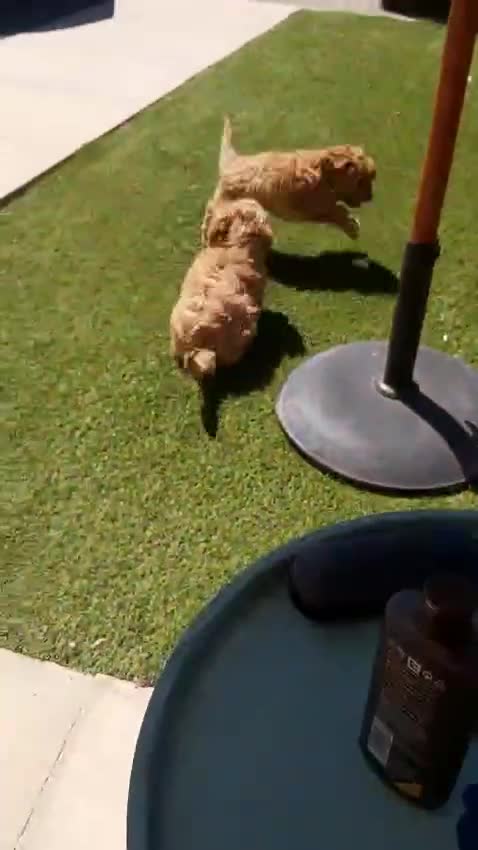 Cavapoo dogs for sale: Pedigree Cavapoo puppies health tested READY NOW - Video 4