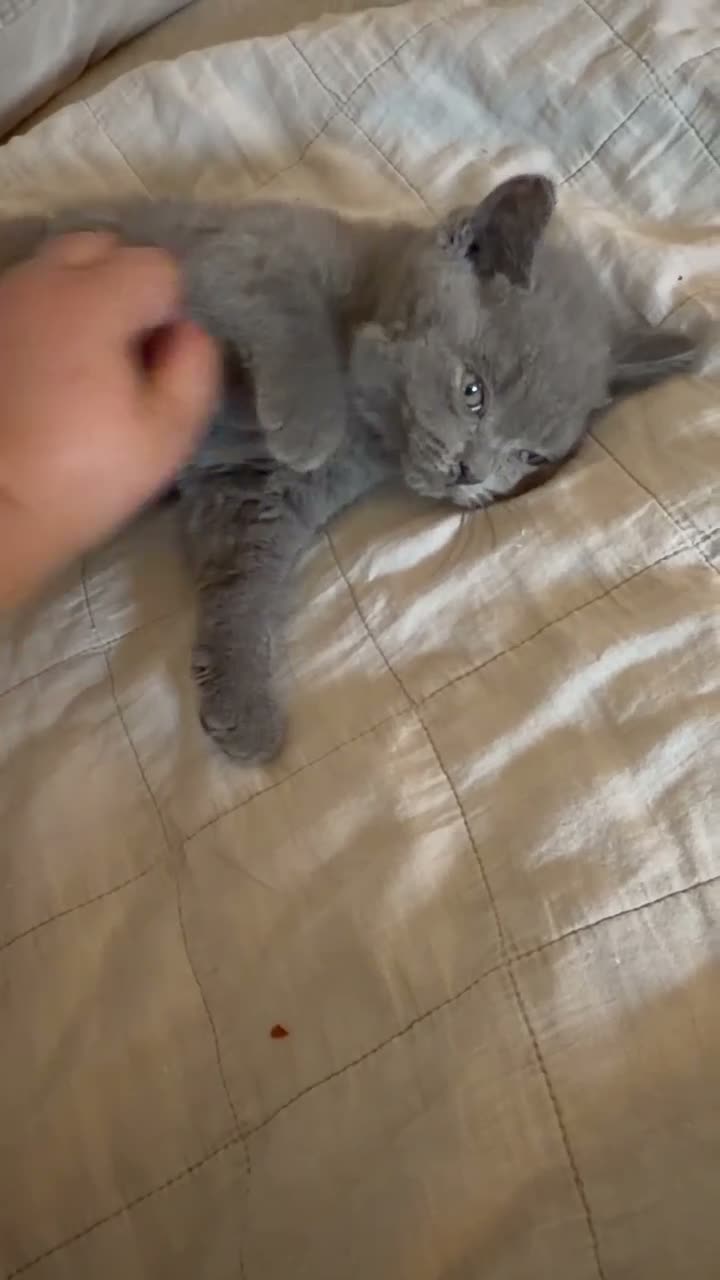 British Shorthair cats for sale: Chunky kittens brown gene carriers - Video 1
