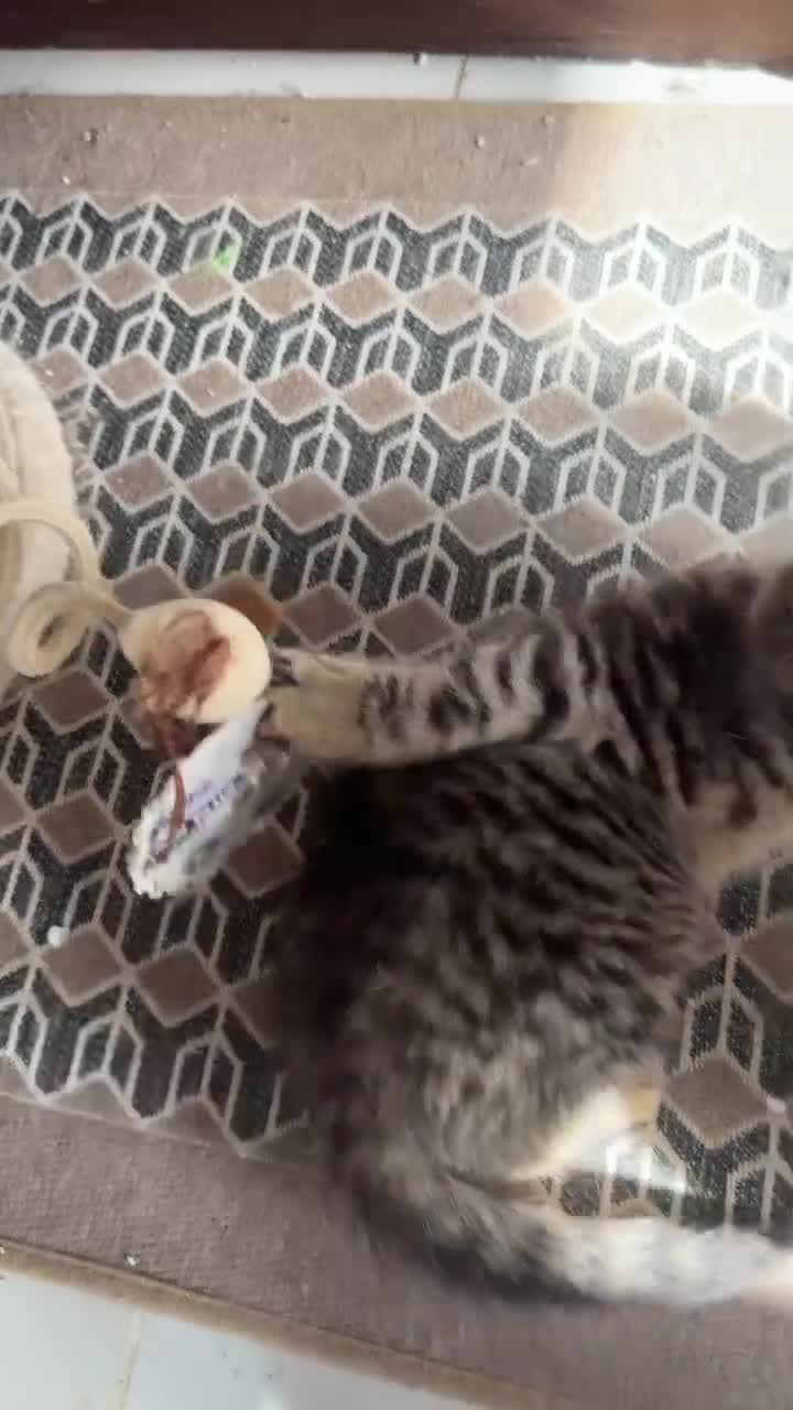 British Shorthair cats for sale: Stunning British Shorthair Kittens Ready Now! - Video 2