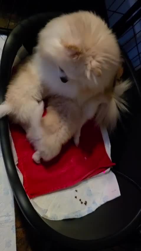 Pomeranian dogs for sale: POMERANION TINY Boy & Girl. Ready Now - Video 2