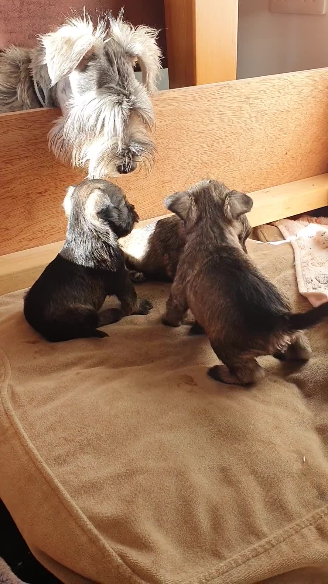 Miniature Schnauzer dogs for sale: Adorable Miniature Schnauzer Puppies - Video 2