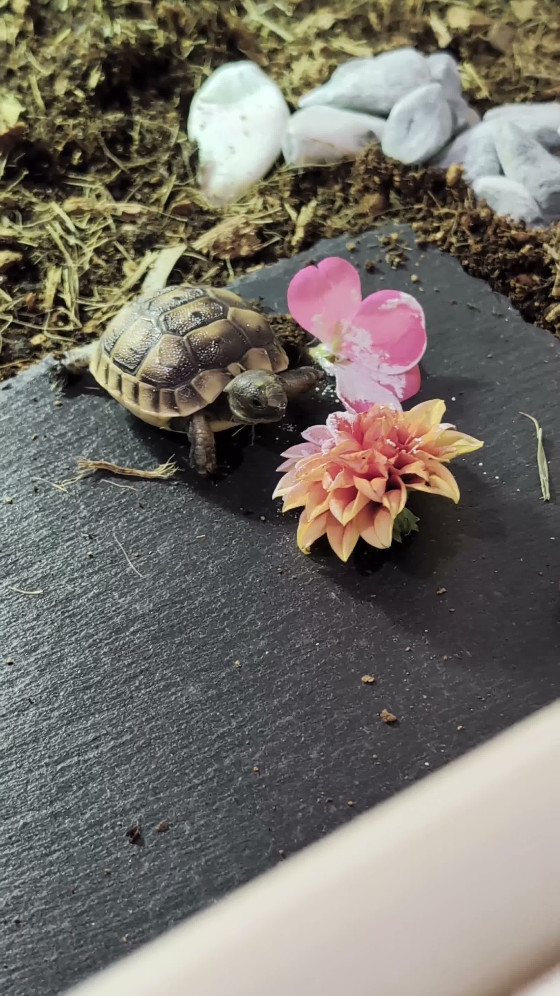 Tortoise reptiles for sale: Mediterranean Spur Thigh + full set up - Video 1