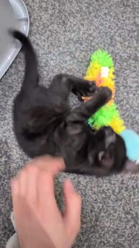 Bengal cats for sale: 🔥✨Pedigree TICA-Registered Bengals - Video 2