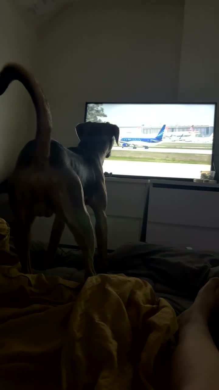 Mixed Breed dogs for sale: Stanley (Mastiff X Staff) 11 months old  - Video 2
