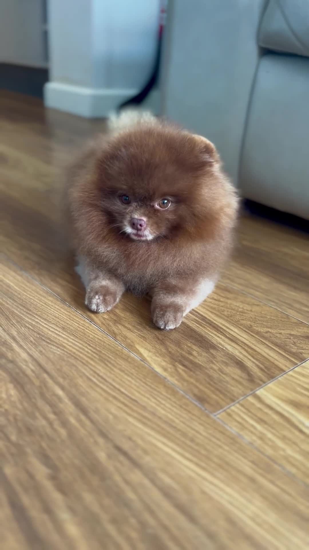 Pomeranian dogs for stud: 1.8kg Tiny Choco Carry Tan Blue Lilac DNA tested in Rotherham - Video 2