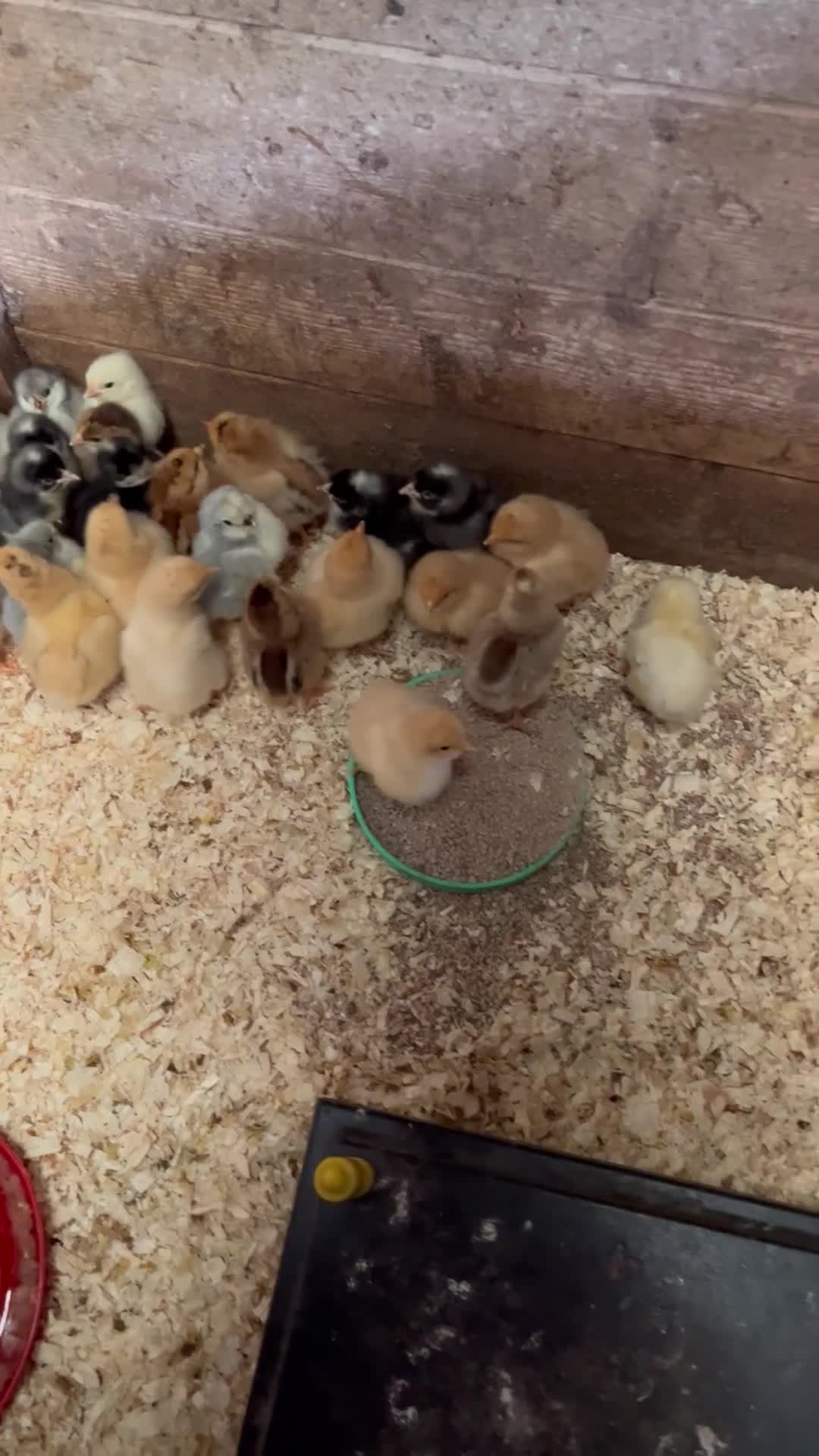 Chickens poultry for sale: Pure bred - Video 1
