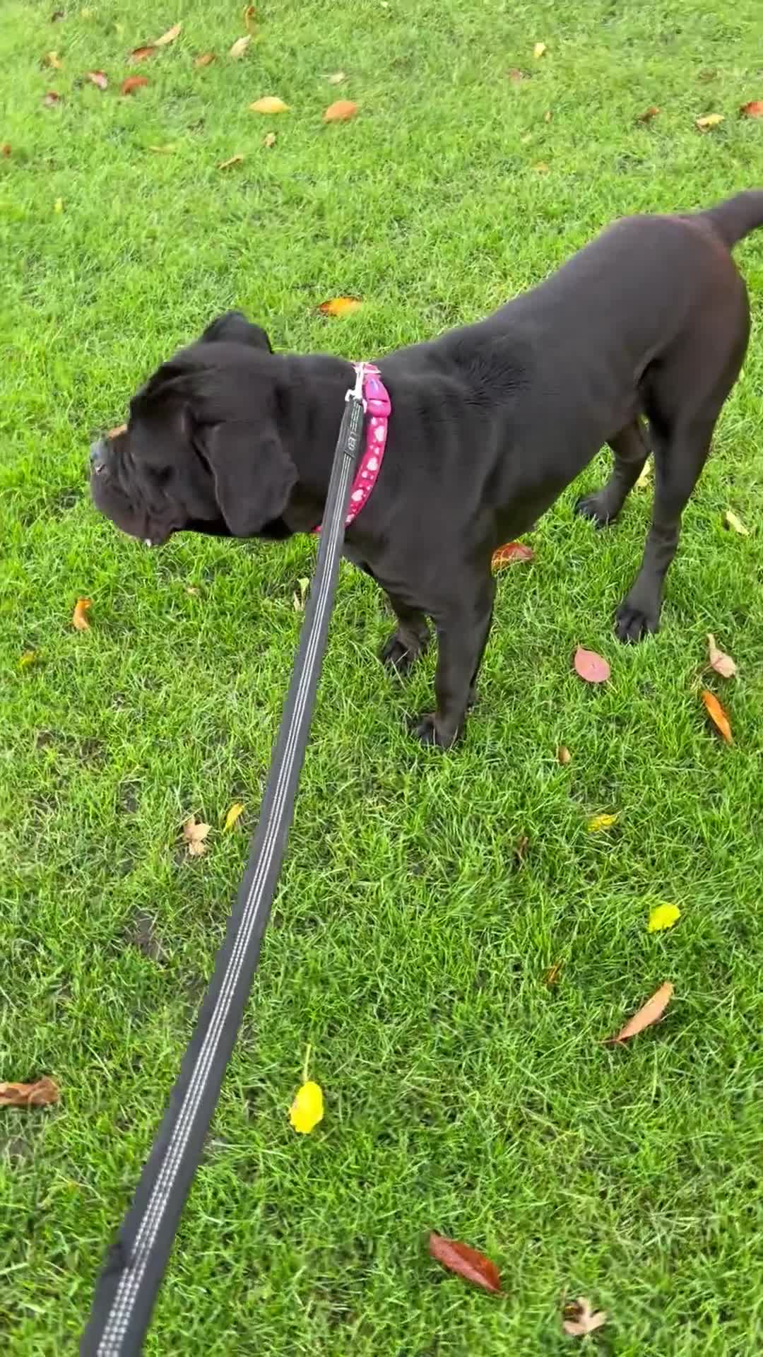 Cane Corso dogs for sale: Russian imported CANE CORSA  - Video 3