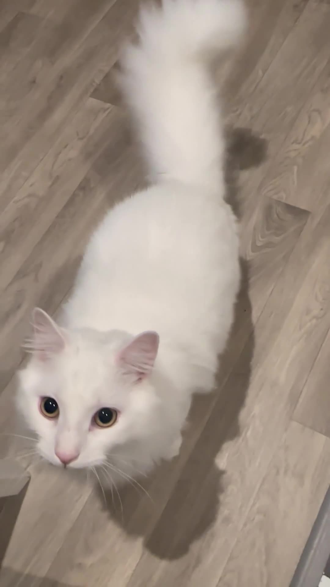 Turkish Angora cats for sale: Casper needs a new family  - Video 1