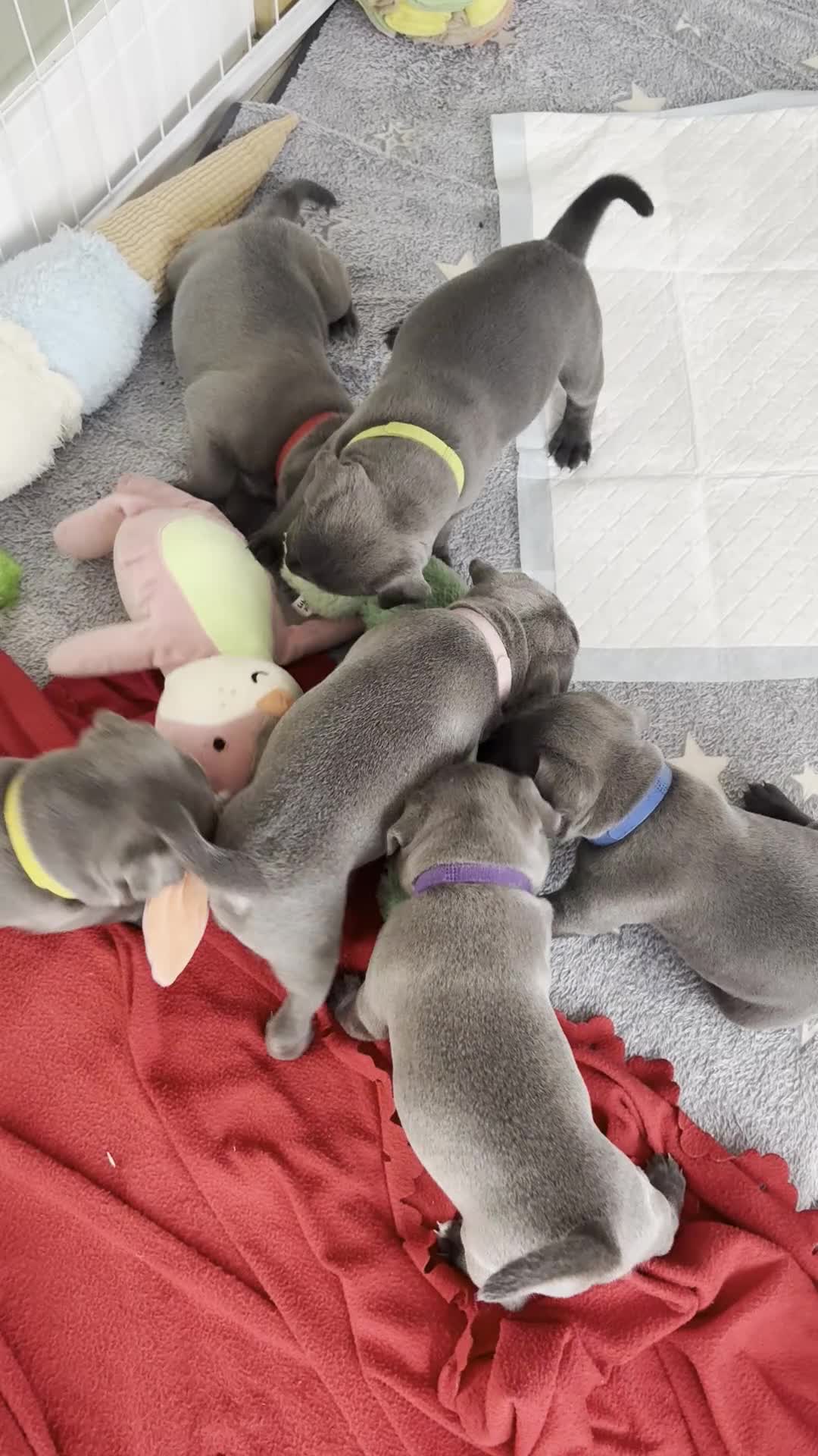 Staffordshire Bull Terrier dogs for sale: KC Registered Blue & Lilac Staffy Puppies 🐾 - Video 2