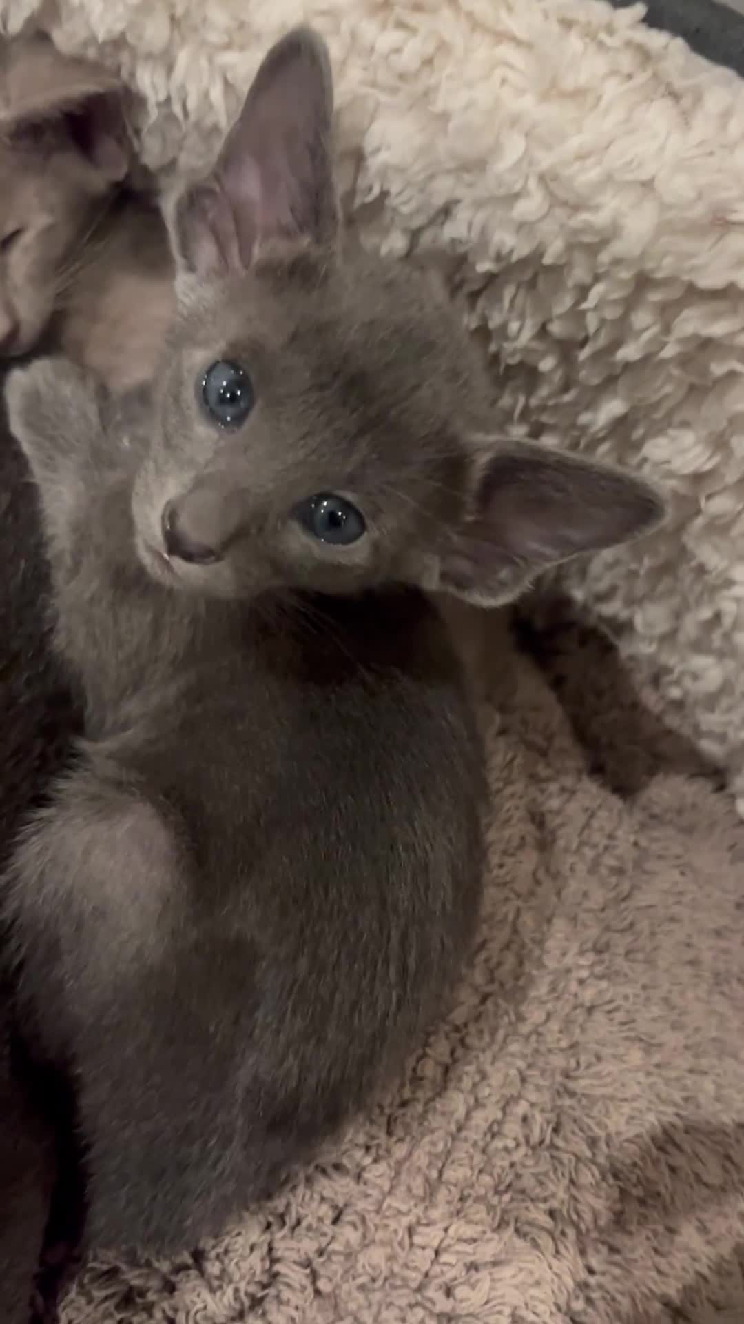 Oriental cats for sale: Outstanding Pedigree Oriental GCCF reg kittens - Video 2