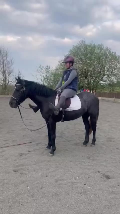 Connemara horses for sale: Sweetest Genuine Steel Grey  Connemara x Show Pony - Video 1