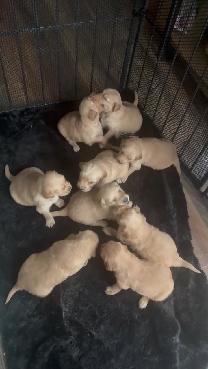 Golden Retriever dogs for sale:  KC registered stunning, golden retriever,puppies  - Video 1