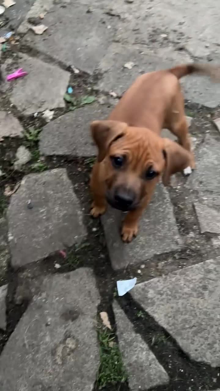 American Bull Staffy dogs for sale: 2 Pups left (first come first serve ) No messers - Video 2