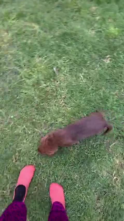 Springador dogs for sale: Gorgeous Springador pups 🏡 in Woodford Green - Video 1