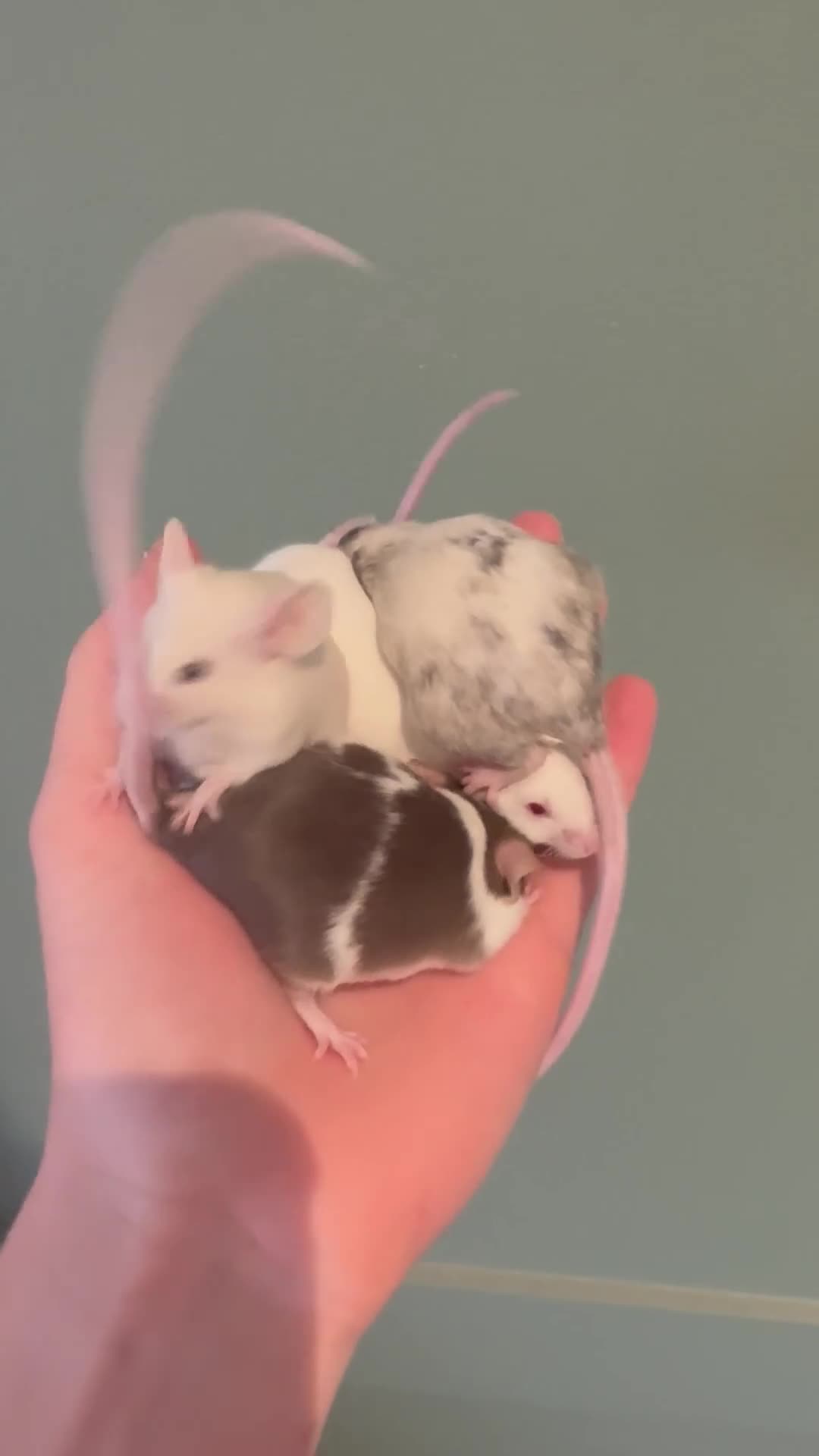 Mouse rodents for sale: 7 female mice in need of a knowledgable home  - Video 1