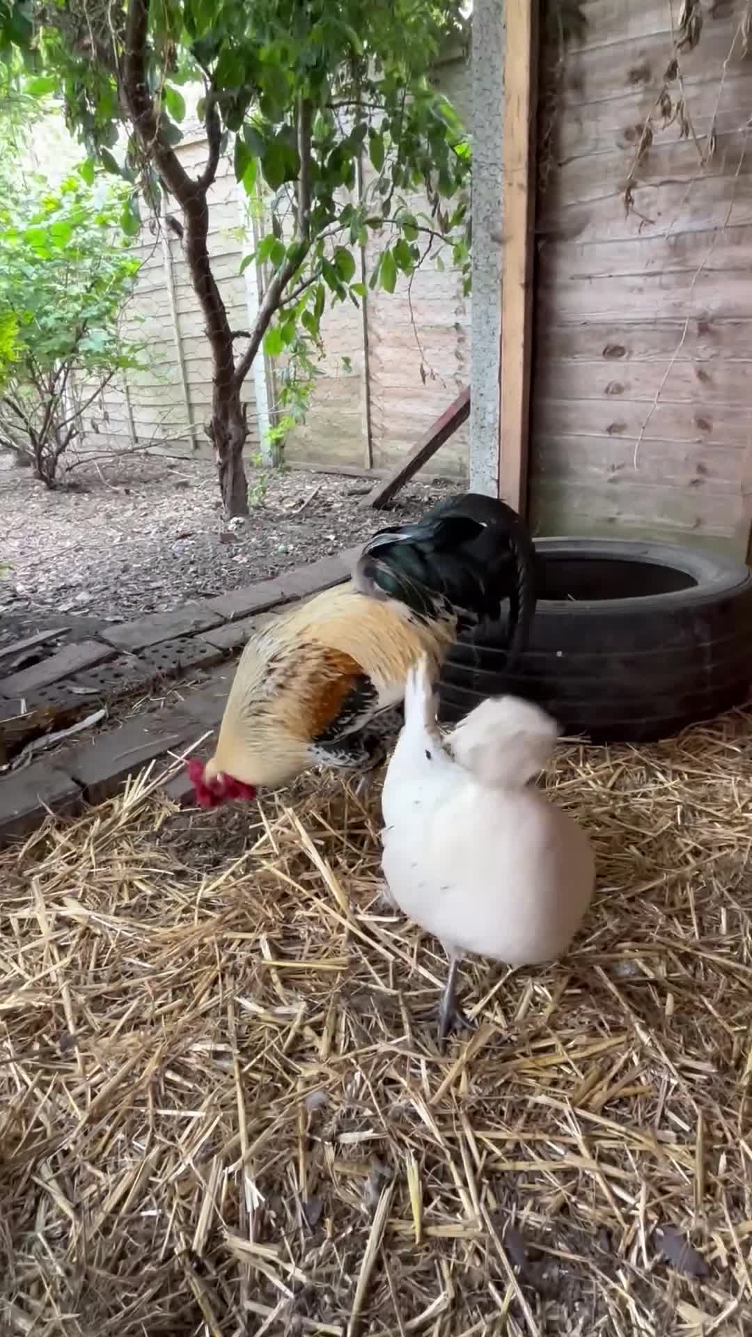 Mixed Breed poultry for sale: Gorgeous rooster 🐓 - Video 1