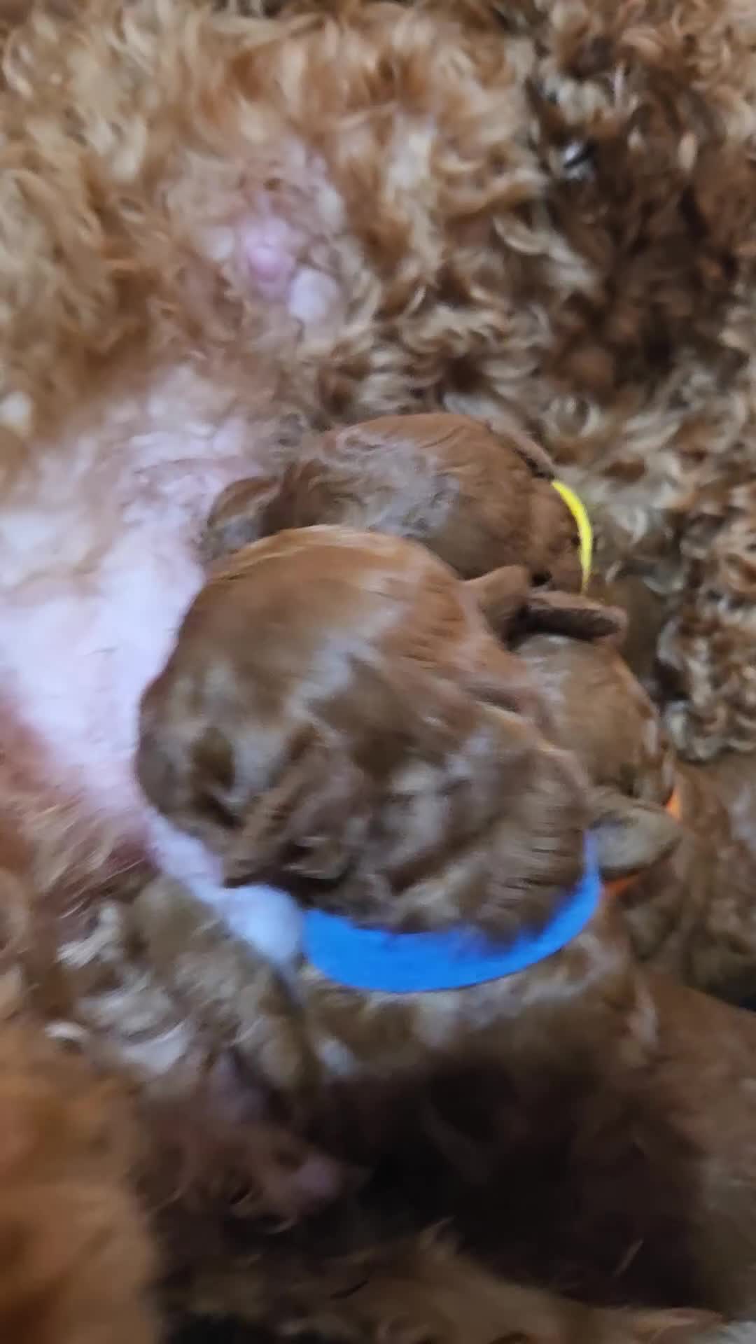 Mixed Breed dogs for sale: Toy / Aisan Poodle, Red Puppies - Video 1