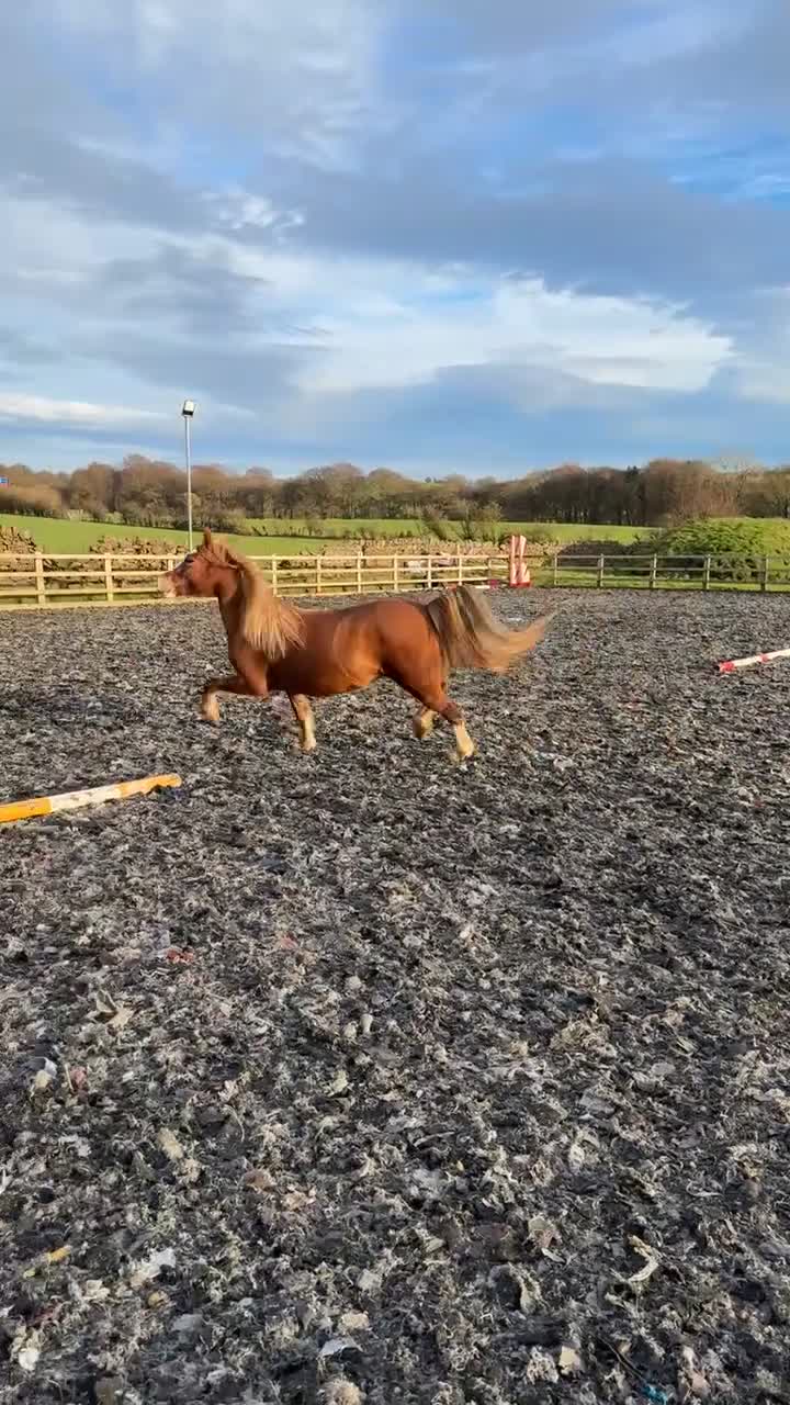 Welsh Section C horses for sale: 12.2hh | Rising 4-year-old mare - Video 1