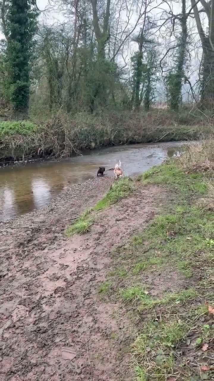 Mixed Breed dogs for sale: Dexter - Video 1