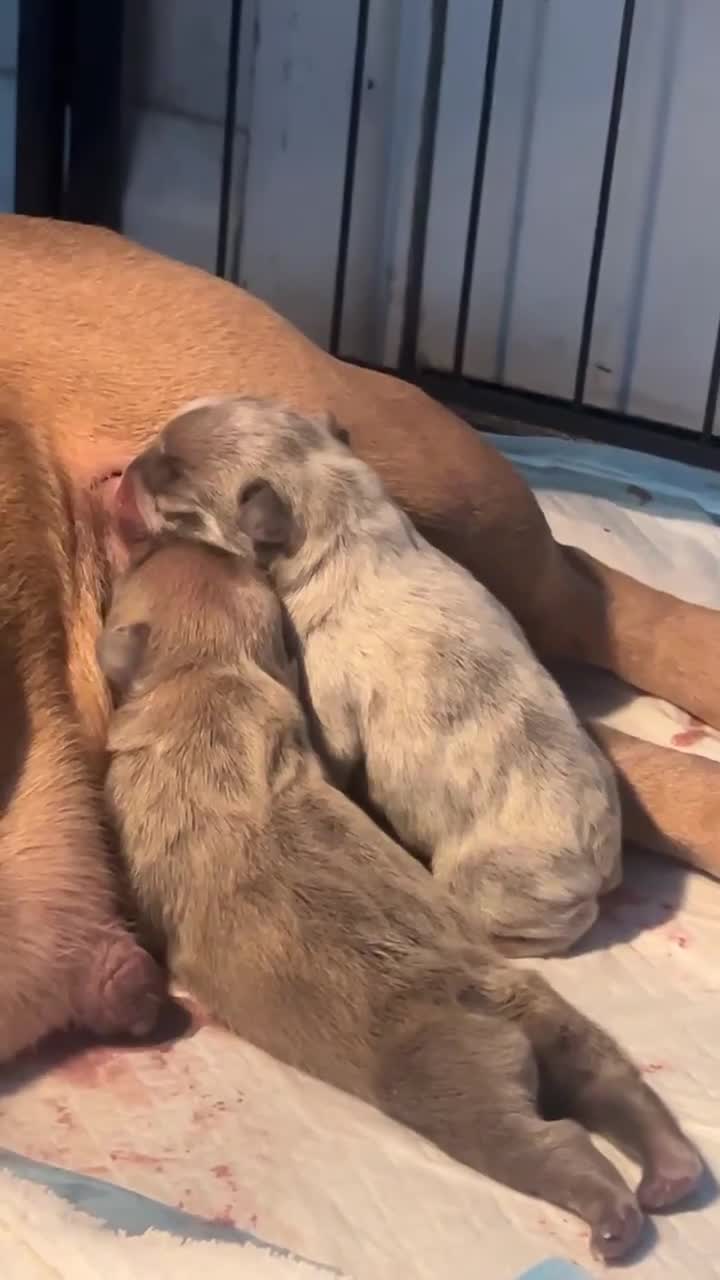 French Bulldog dogs for sale: Two gorgeous French bulldog males  - Video 1