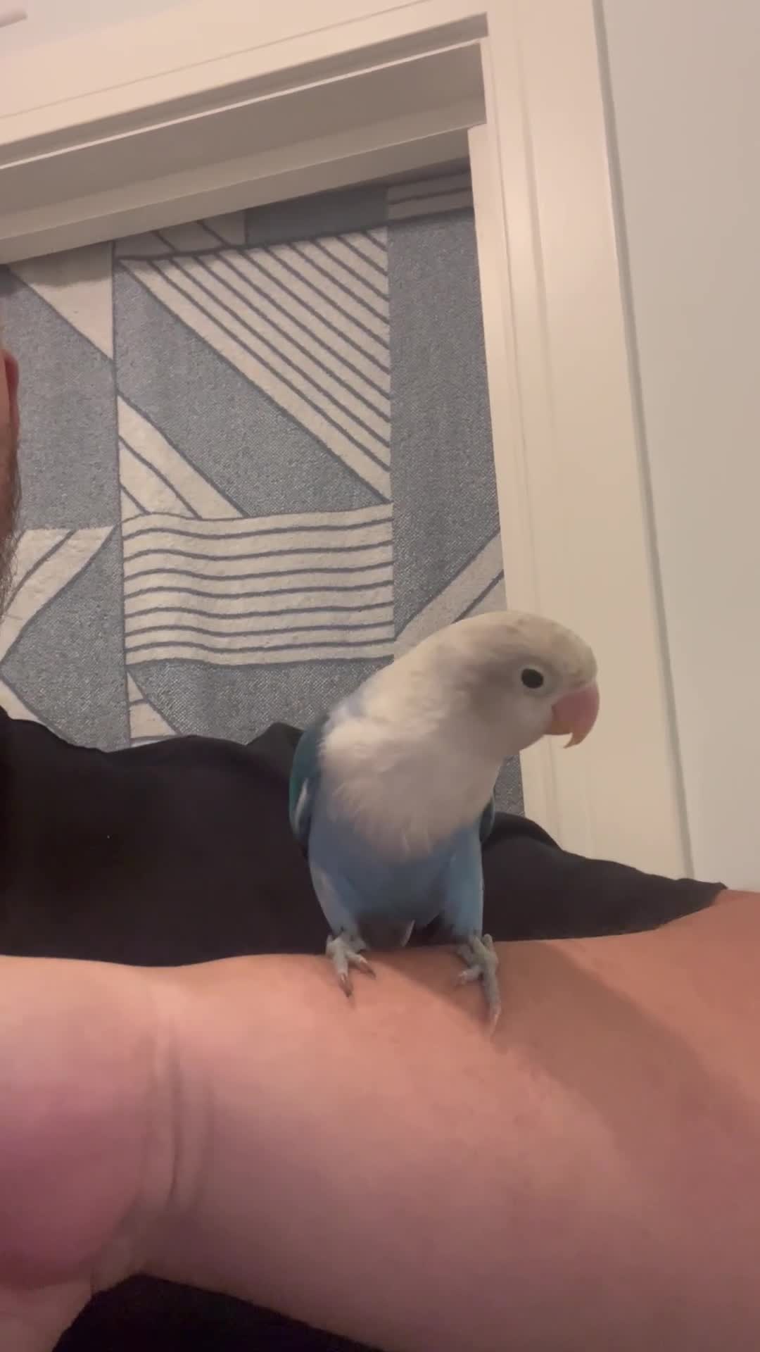 Lovebirds birds for sale: Lovebird, cages, birdstand and food for sale  - Video 1